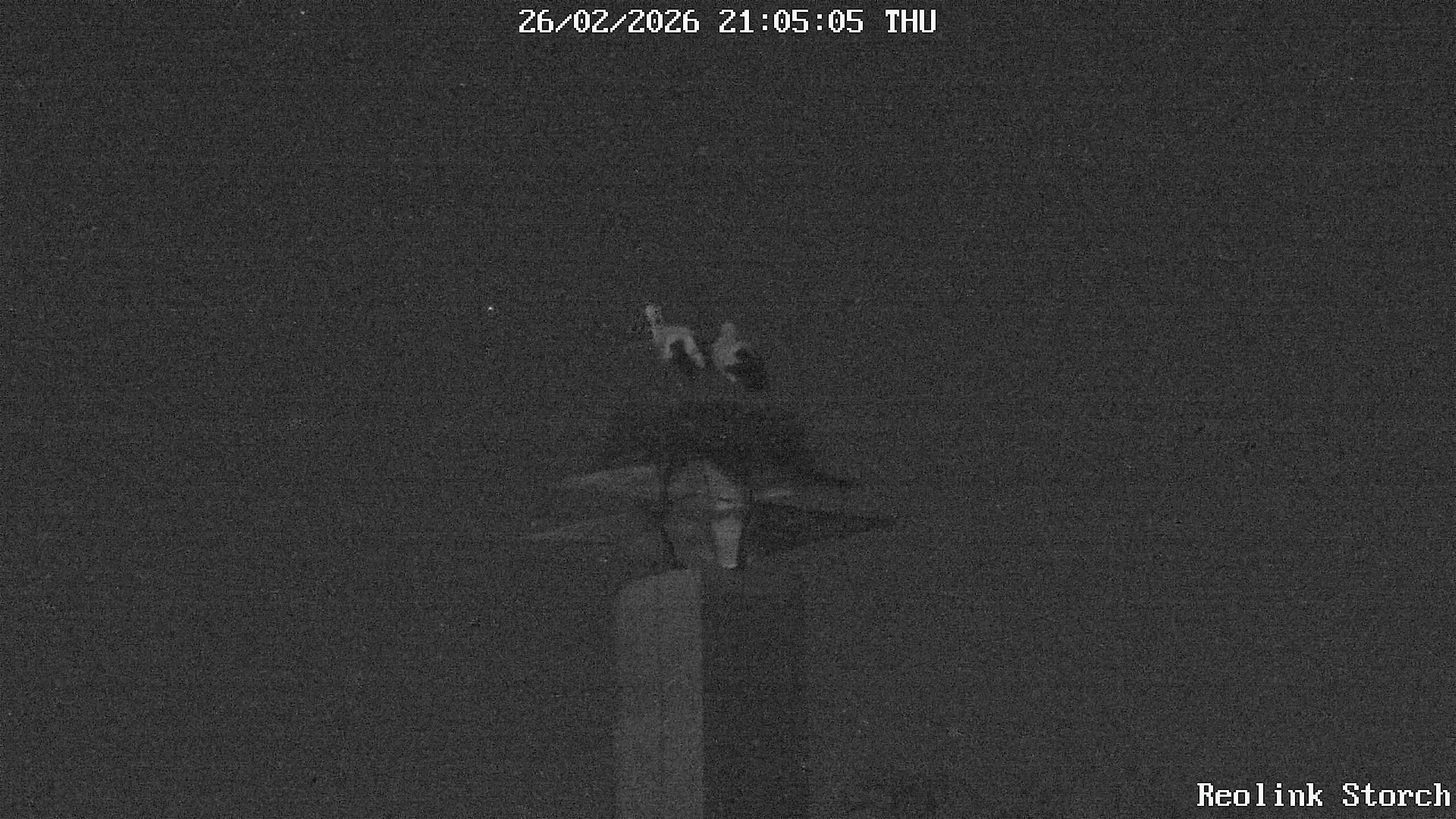 Storchencam Bild